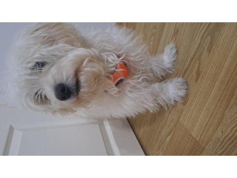 6 aylık erkek maltipoo teacup
