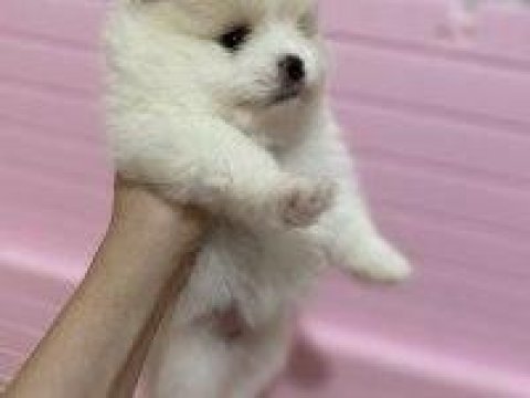 Pomeranian 1 ay sonra rezerve olacaktır 1 aylıktır