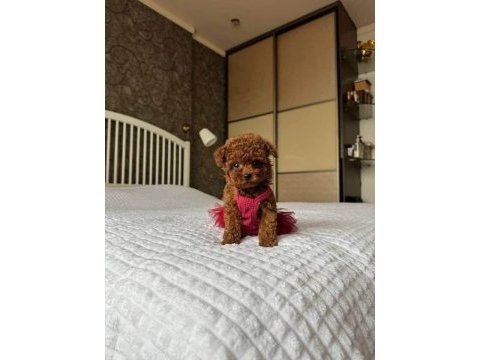 Orijinal toy poodle yavrular gebze