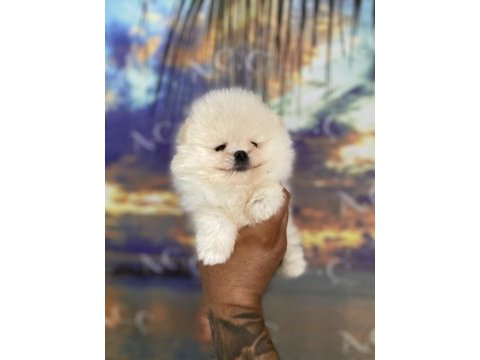 Orjinal ayı surat teacup pomeranian