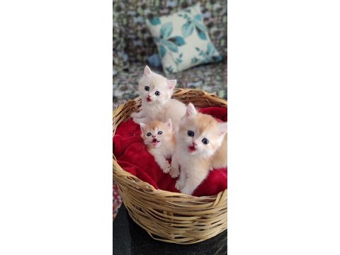 Blh golden bir dişi iki erkek kediler