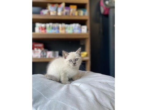 En uygunu en güzeli british shorthair
