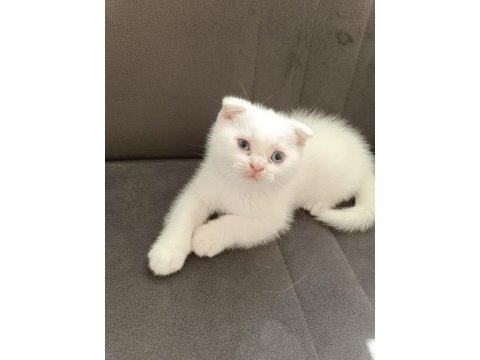 Scottish fold erkek