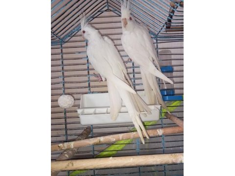Bir çift orijinal albino kırmızı göz sultan papağanı