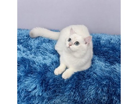 British shorthair sevimli cana yakın uysal