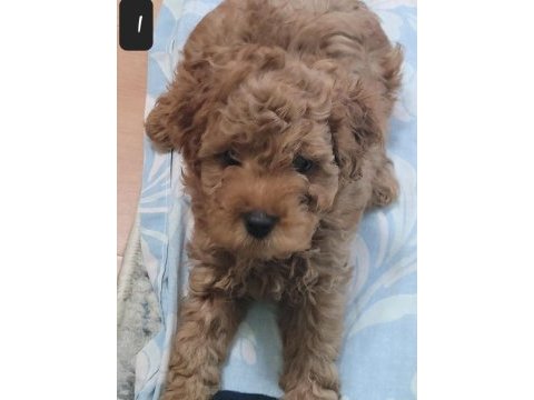 Toy poodle red brown orjinal