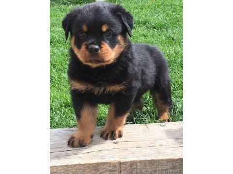 Safkan rottweiler bebeklerimiz
