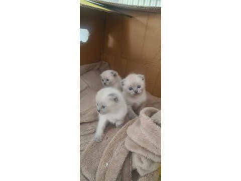 Nadir bulunan safkan scottish fold bluepoint bebeklerimiz