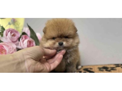 Pomeranian boo cinsi