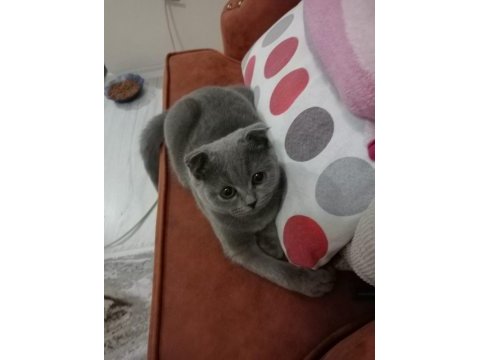 3 aylık dişi scottish fold kediler