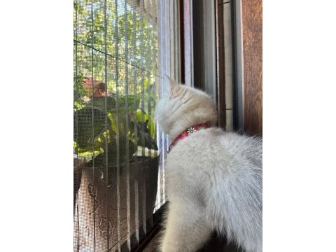 Güzel british shorthair yavrumuza sıcak ev arıyoruz