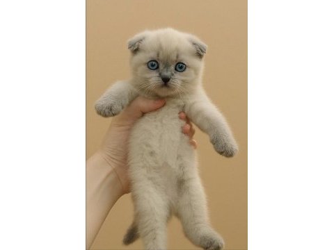 2 aylık tatlış scottish fold yavrumuz