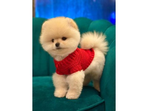 Pomeranian boo yavru köpekler