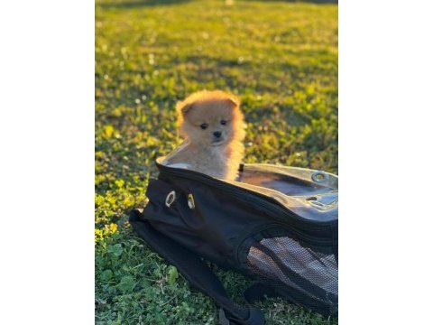 Pomeranian boo yavru