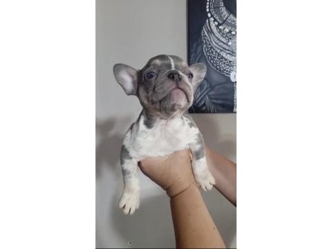French bulldog lilac merle tan isabella carrier