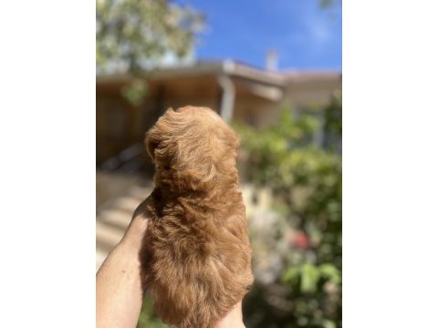 Uygun f2 maltipoo yavrular