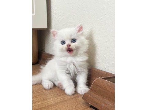 British longhair bebeklerimiz yeni yuvalarını arıyor