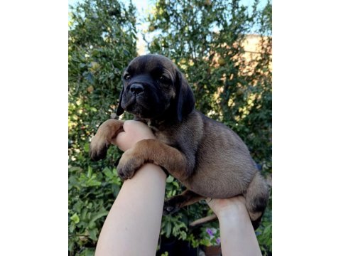 Cane corso yavrular ırk sağlık garantili