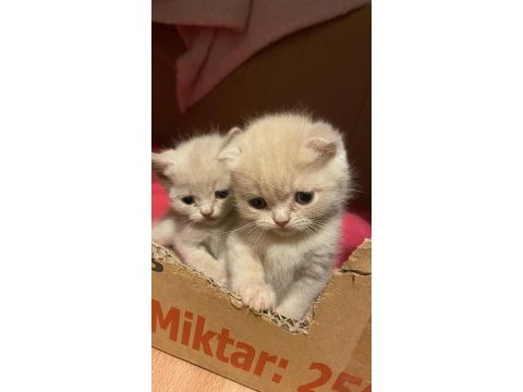 50 günlük scottish fold yavrularımıza yeni yuva arıyoruz