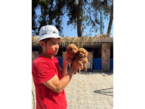 Kahve apricot red krem renklerde poodle şekerler