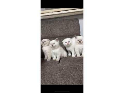 Safkan orjinal ırk yavru kedilerimiz