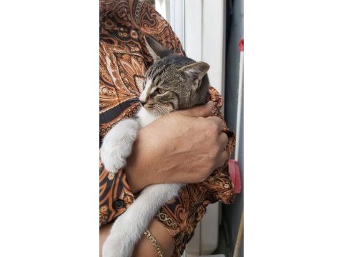 Kedimiz shaky tatlı oğlumuz yuva arıyor