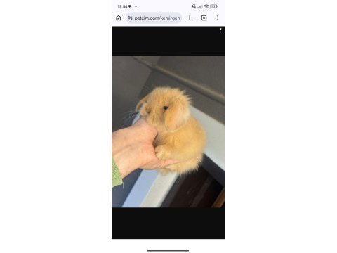 Hollanda lop tavşanları
