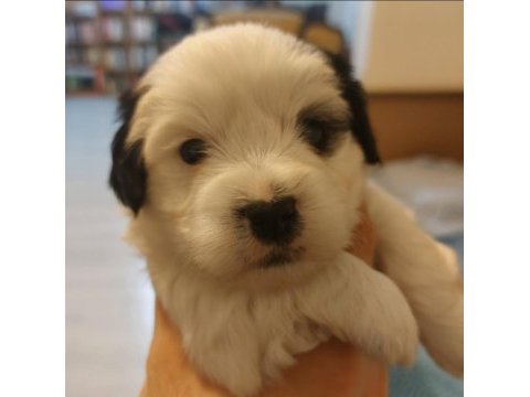 Sağlıklı oyuncu erkek morkie yavruları