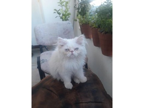 3 aylık dişi persian