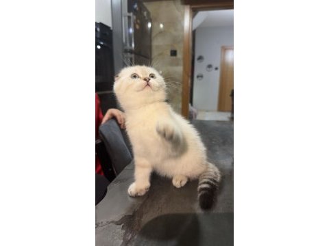 Oldukça tatlı bebek scottish fold