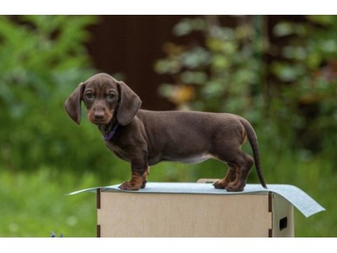 Dachshund sosis köpek mini her renk yavrularımız