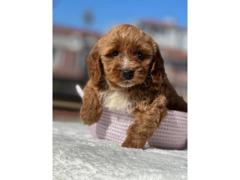 Muhtesem guzellikte mini maltipoo bebeklerimiz