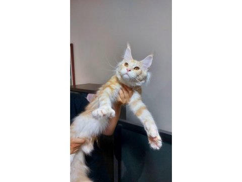 Üst kaliteli maine coon erkek polydactyl silver red