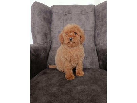 Red poodle yavrumuz