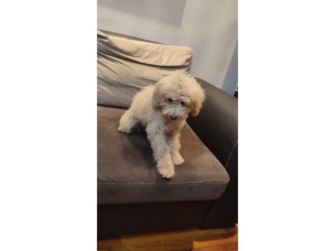 Pofuduk toy poodle yavrular
