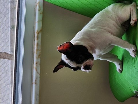 Fransız bulldog yavrularımız yeni yuvalarına hazırlar