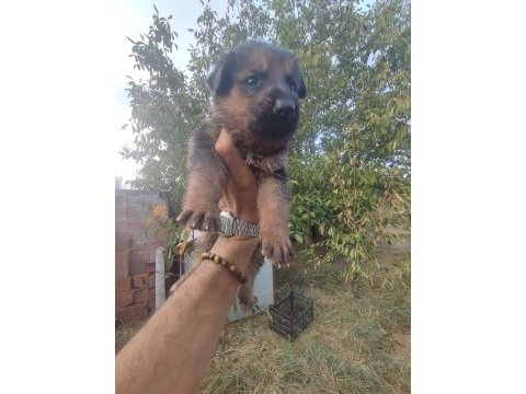 Alman kurdu yavrularımız