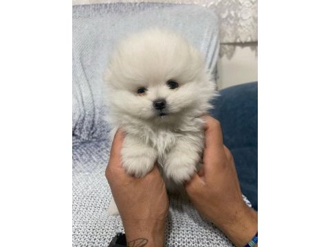 Pomeranian bebekler yeni yuvasını bekliyor