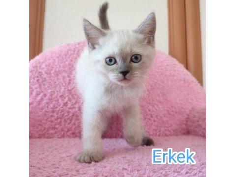 British longhair tuvalet eğitimleri verildi