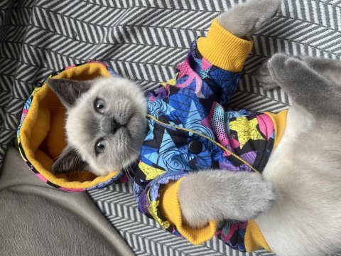 Blue point british shorthair