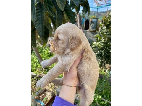 Ararsanız sevinirim golden retriever