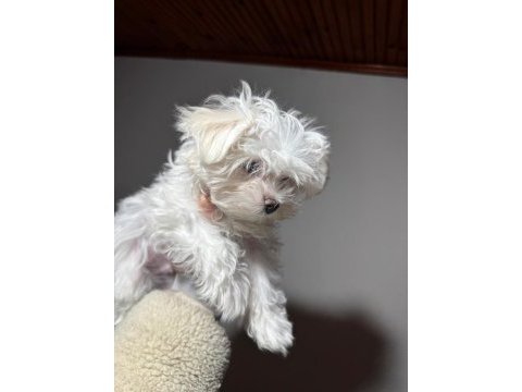 Üst sınıf maltese terrier yavrumuz