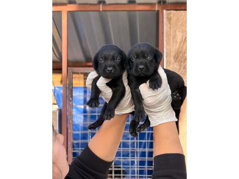 Labrador çikolata siyah yavrular hazırda