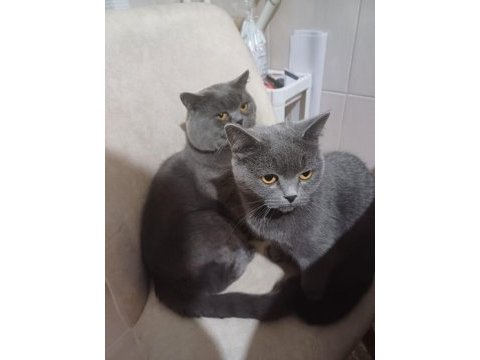 Ücretsiz kedi