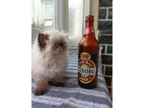 2 buçuk aylık safkan iran
