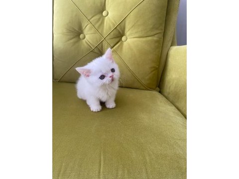 British shorthair kedimiz