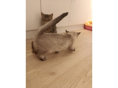 3.5 aylık british shorthair yavrular