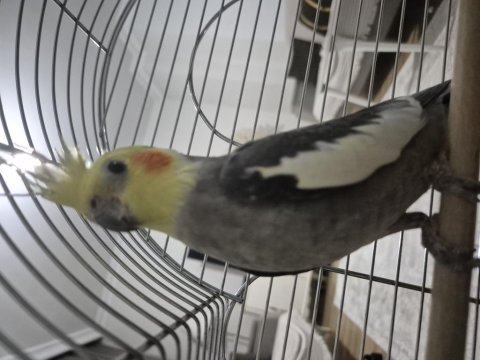 Sultan papağanı 1 yaşında