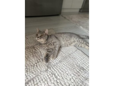8 aylık british shorthair