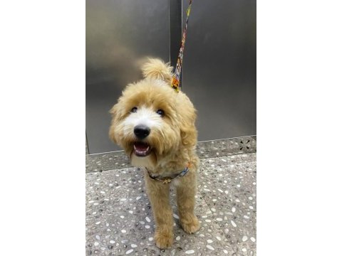 4.5 aylık her şeyi tam maltipoo
